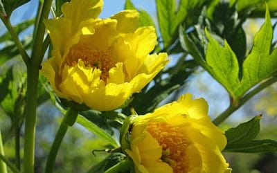 PAEONIA LUDLOWII