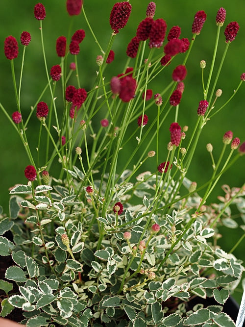 SANGUISORBA OFFICINALIS 'LITTLE ANGEL'