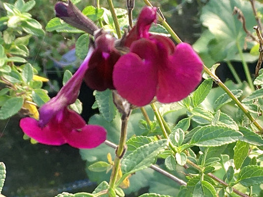 SALVIA MICROPHYLLA 'MAROON'