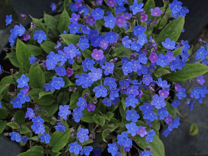 OMPHALODES CAPPADOCICA 'CHERRY INGRAM'