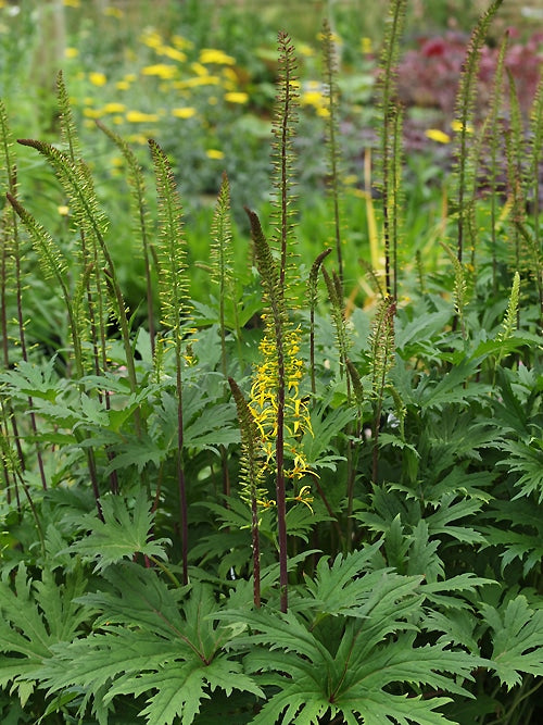 LIGULARIA PRZEWALSKII