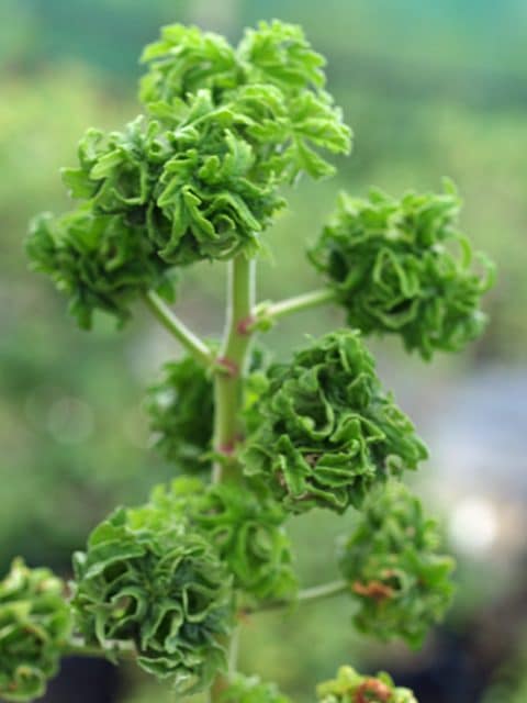 PELARGONIUM GRAVEOLENS BONTROSAI