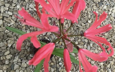 NERINE 'PINK GALORE'
