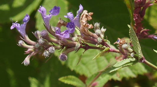 NEPETA STENANTHA