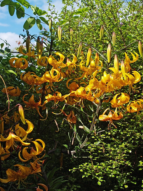 LILIUM LEITCHLINII 'IWASHIMIZU'