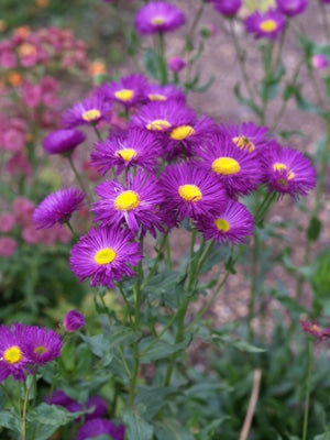 ERIGERON 'DOMINATOR'