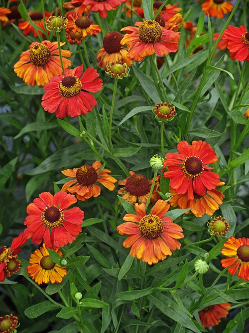 HELENIUM 'VIVACE'