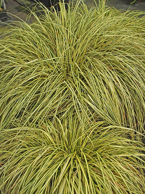 CAREX OSHIMENSIS 'EVERGOLD'