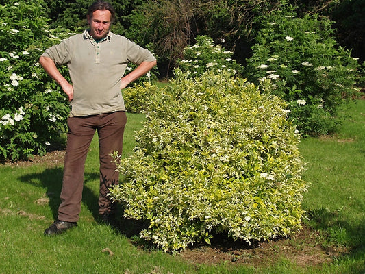 SAMBUCUS NIGRA 'MADONNA'