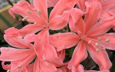 NERINE 'CLARISSA'