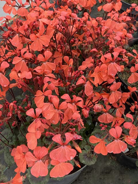 PELARGONIUM 'RED GABLES'