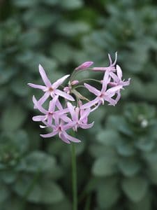 TULBAGHIA 'FAIRY STAR'