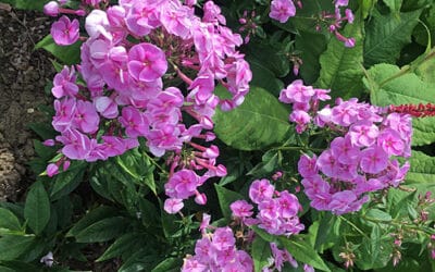 PHLOX AMPLIFOLIA 'APANATSCHI'