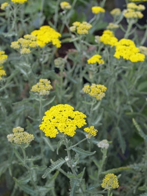 ACHILLEA 'MOONSHINE'