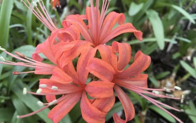 NERINE 'WESTMEAD GIANT'