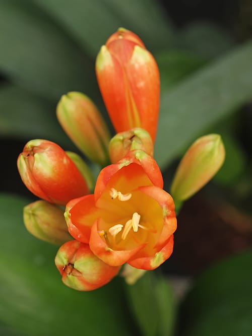 CLIVIA MINIATA 'WIDE LEAF MONK'