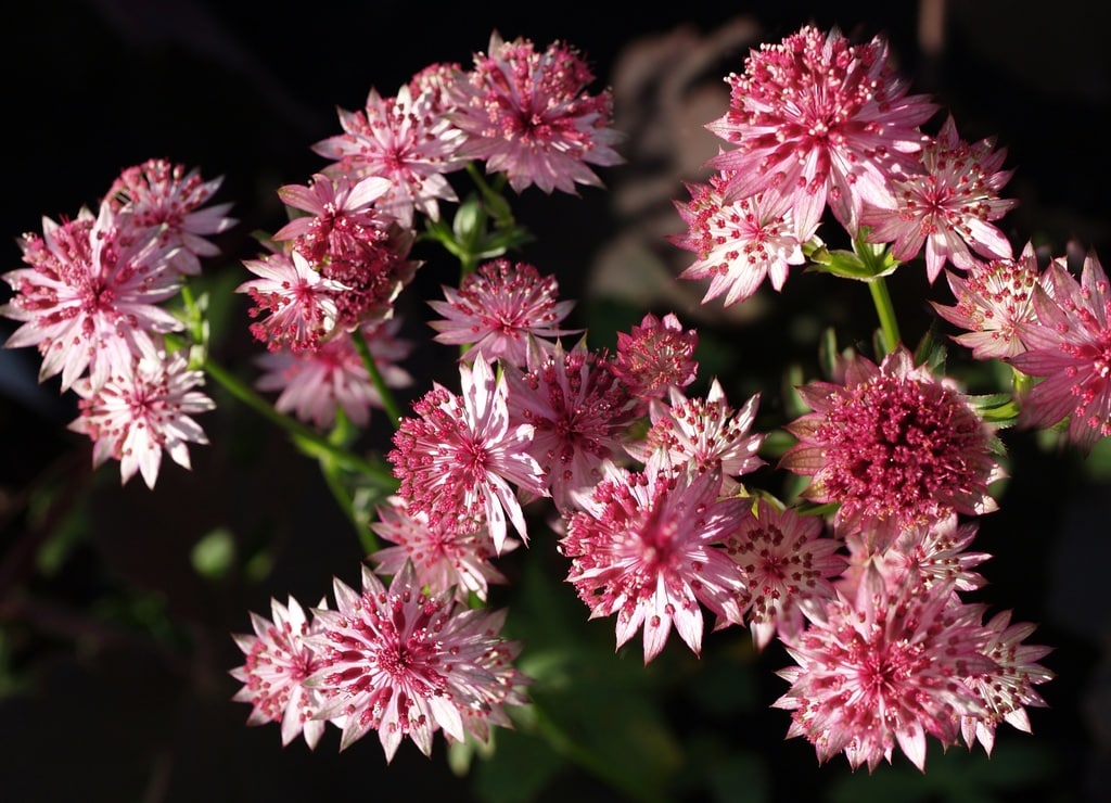 Astrantia 'Roma'