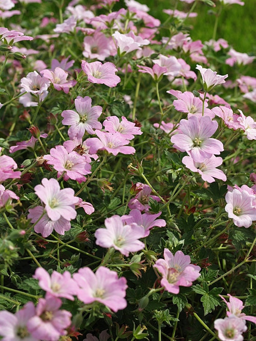 GERANIUM 'DREAMLAND'