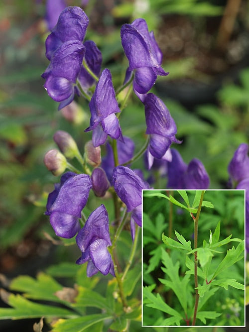 ACONITUM PROLIFERUM