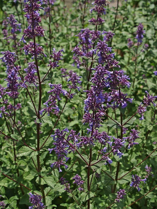 NEPETA GRANDIFLORA 'BRAMDEAN'