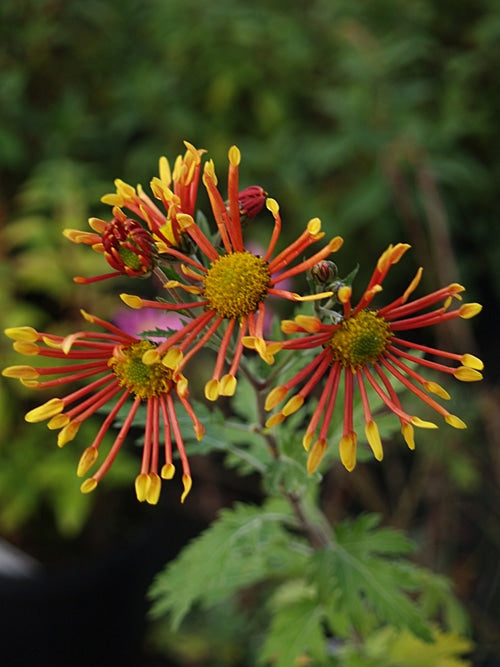 CHRYSANTHEMUM 'BURNT ORANGE'