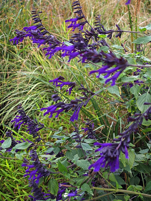 SALVIA 'AMISTAD'