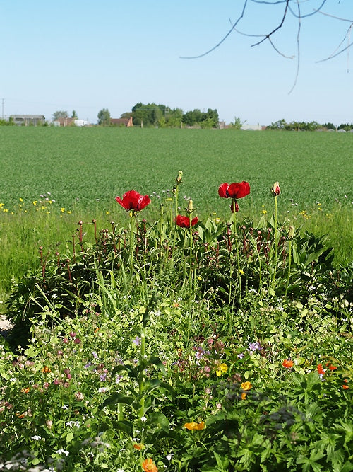 PAPAVER ORIENTALE 'GUARDSMAN'