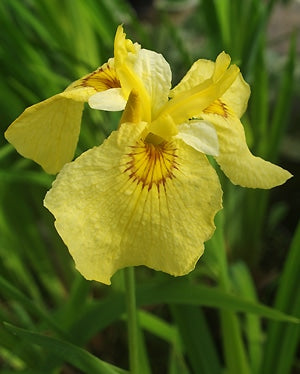 IRIS 'AICHO-NO-KAGAYAKI'