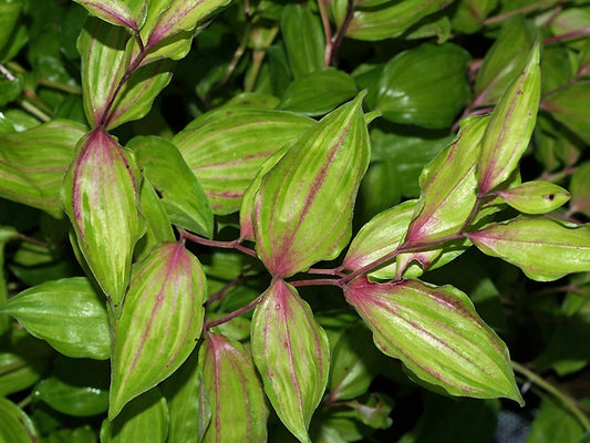 DISPORUM CANTONIENSE 'AUREOVARIEGATA'