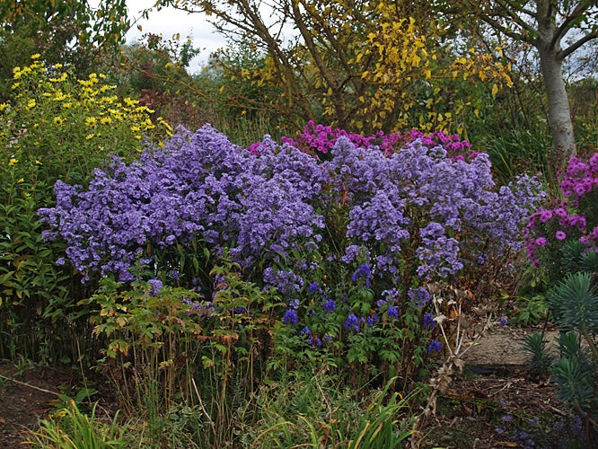 SYMPHYOTRICHUM 'LITTLE CARLOW'