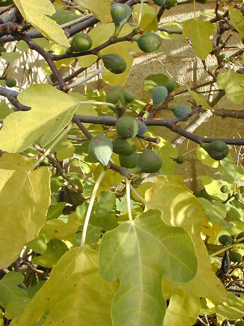 FICUS CARICA 'BRUNSWICK'