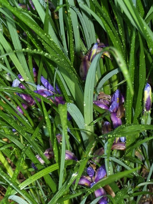 IRIS GRAMINEA