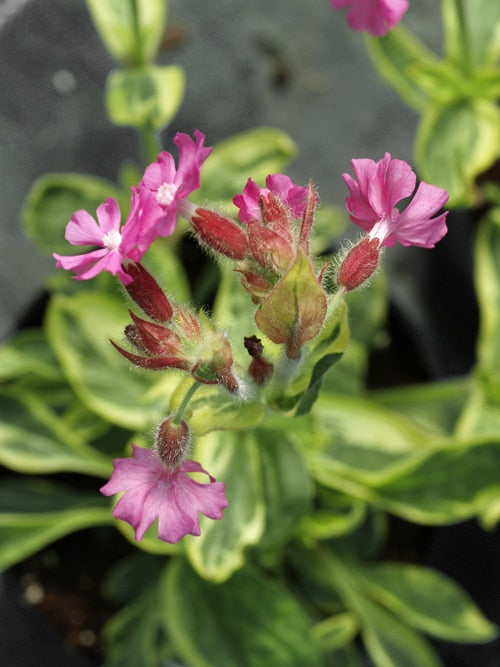 SILENE DIOICA 'VALLEY HIGH'