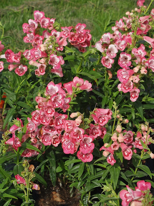 PENSTEMON 'STRAWBERRIES AND CREAM'