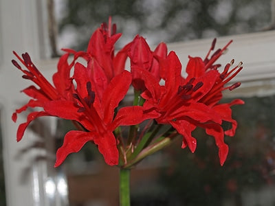 NERINE 'MISS E.CATOR'