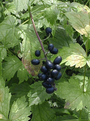 ACTAEA SPICATA