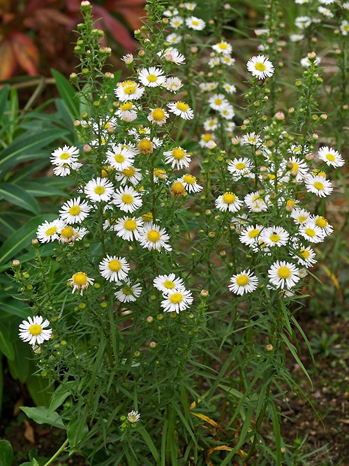 SYMPHYOTRICHUM FALCATUM