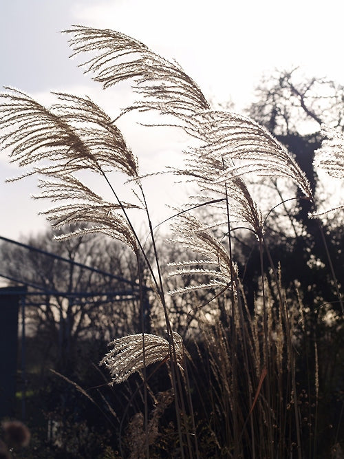 MISCANTHUS SINENSIS 'SILVER FEATHER'