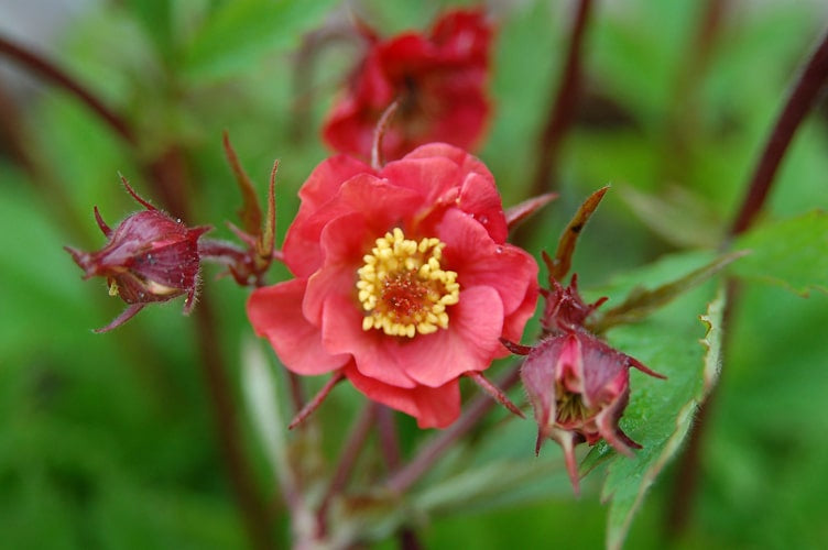 GEUM 'FLAMES OF PASSION'