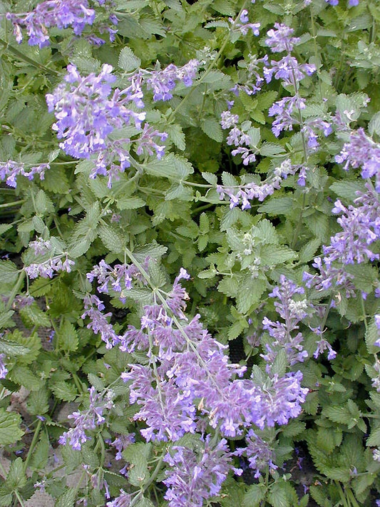 NEPETA 'SIX HILLS GIANT'