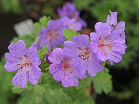 GERANIUM LIBANI RCB RL-B-2