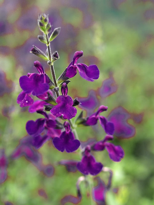 SALVIA x JAMENSIS 'NACHTVLINDER'