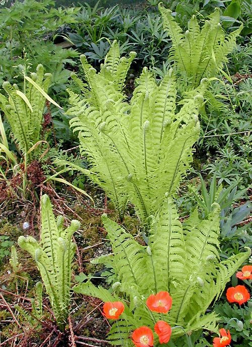 MATTEUCCIA STRUTHIOPTERIS