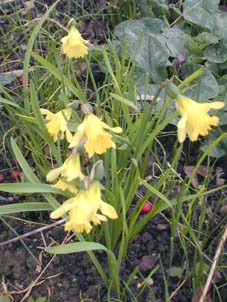 NARCISSUS 'CEDRIC MORRIS'