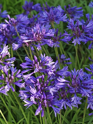 AGAPANTHUS 'NAVY BLUE'