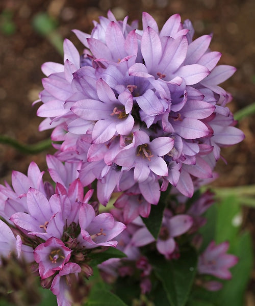 CAMPANULA 'CAROLINE'