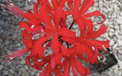 NERINE 'ENIGMA'