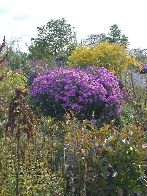 SYMPHYOTRICHUM NOVAE-ANGLIAE 'SAYERS CROFT'