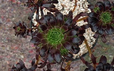 AEONIUM 'LOGAN ROCK'