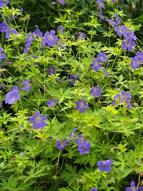 GERANIUM 'BLUE SUNRISE'